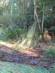 Grass Waterfall